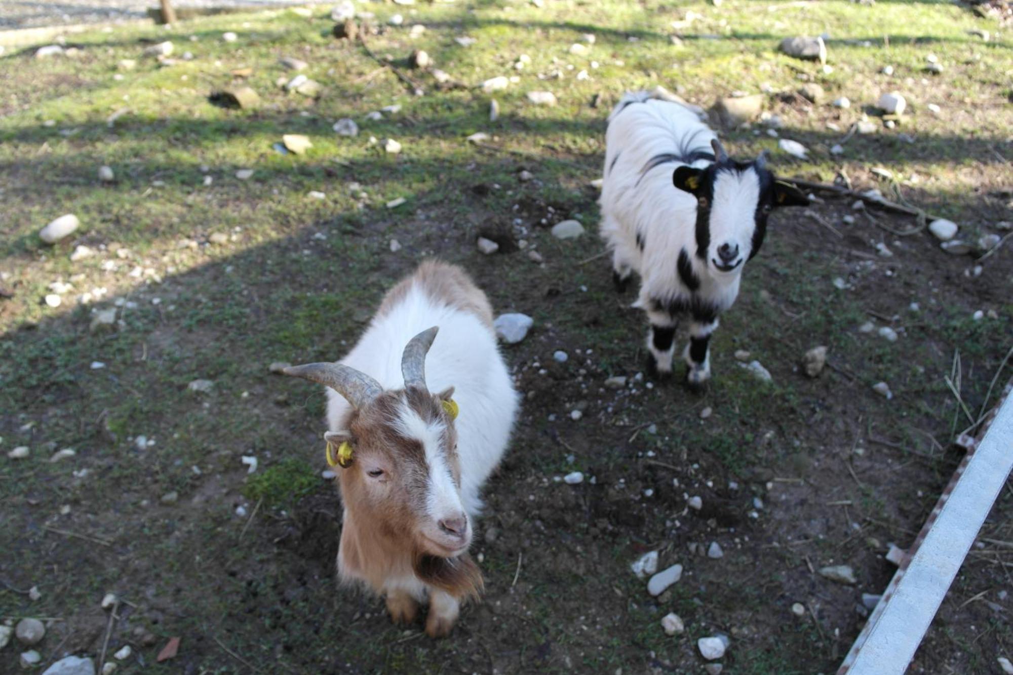 Agriturismo Monte Del Re San Pietro al Natisone ภายนอก รูปภาพ